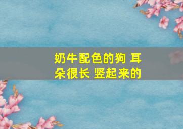 奶牛配色的狗 耳朵很长 竖起来的